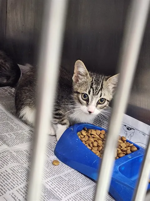 Adoptable Cat