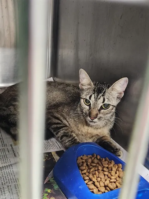 Adoptable Cat