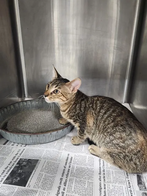 Adoptable Cat