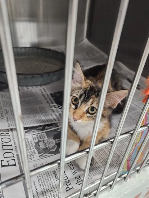 Adoptable Cat