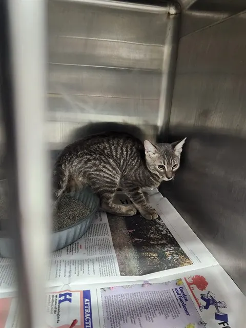 Adoptable Cat