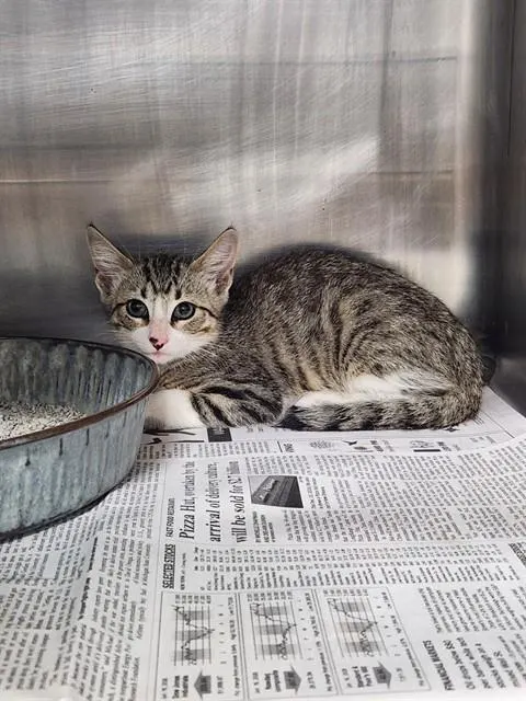 Adoptable Cat