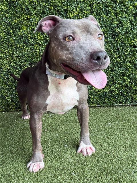 Adoptable Dog
