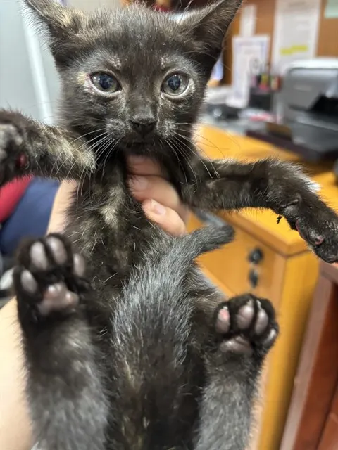 Adoptable Cat