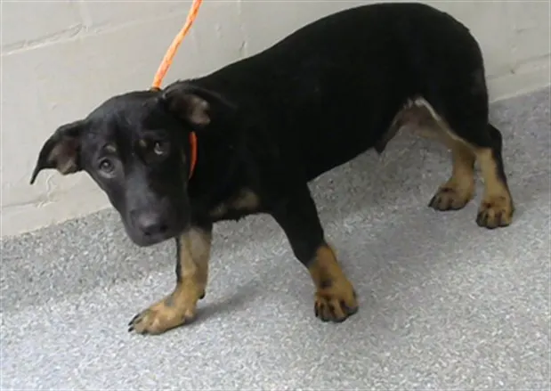 Adoptable Dog