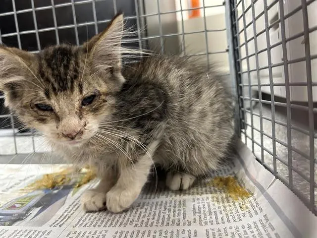 Adoptable Cat