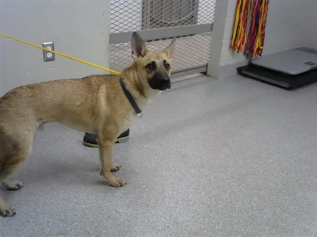 Adoptable Dog
