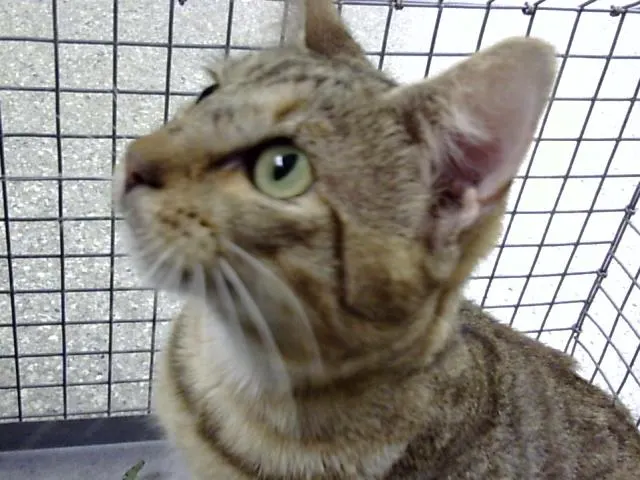 Adoptable Cat