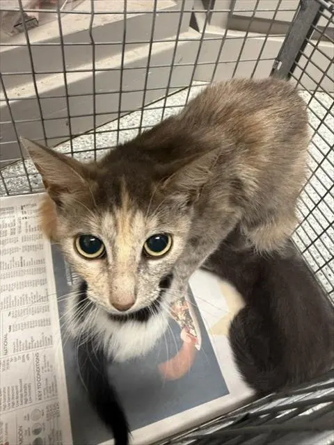 Adoptable Cat