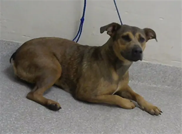 Adoptable Dog