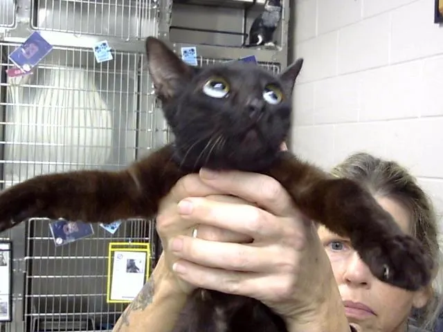 Adoptable Cat
