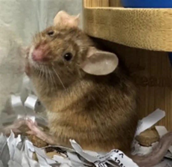 Pip