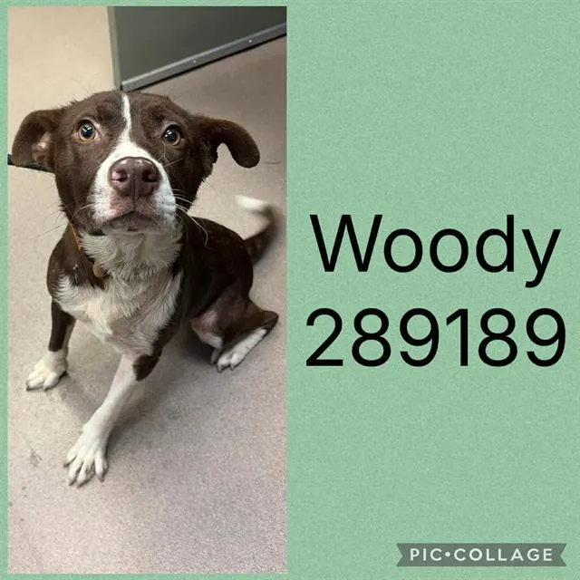 Woody