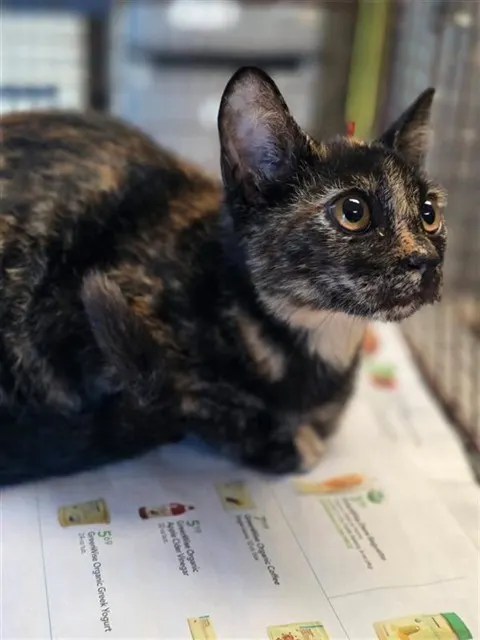 Adoptable Cat