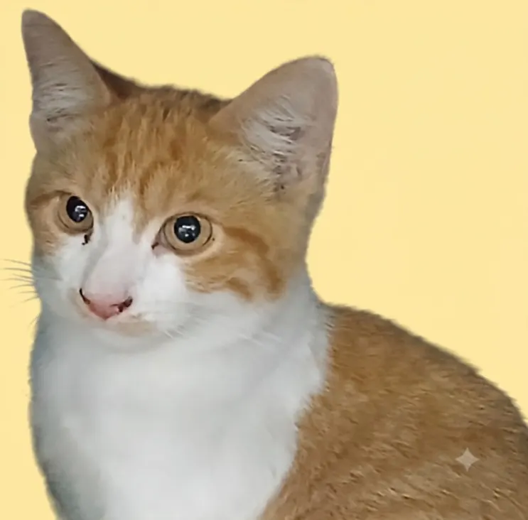 Stuart