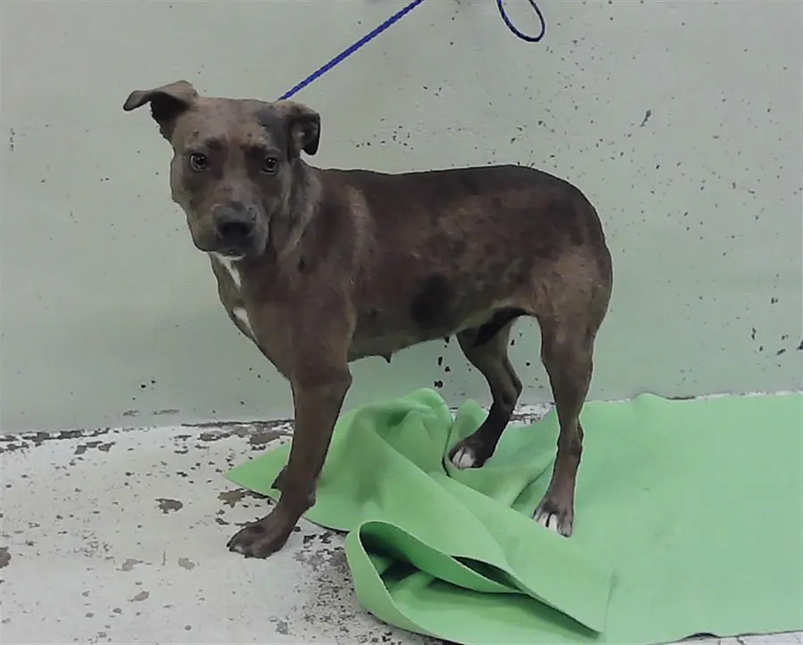 Adoptable Dog