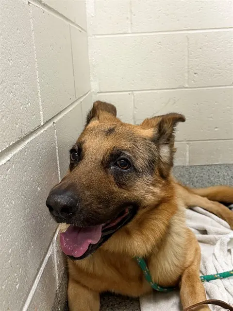 Adoptable Dog
