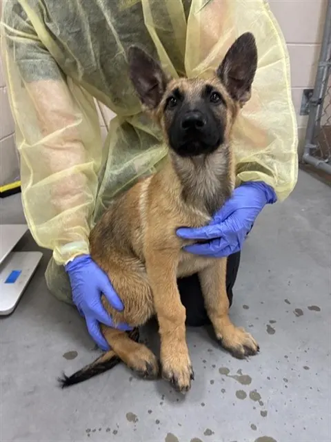 Adoptable Dog
