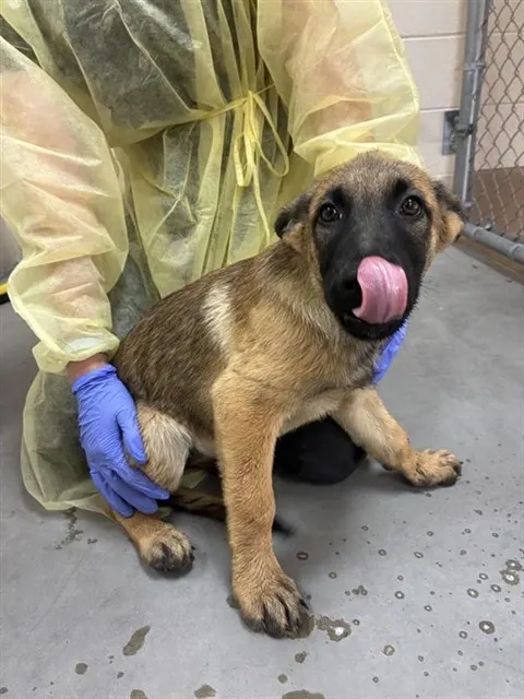 Adoptable Dog