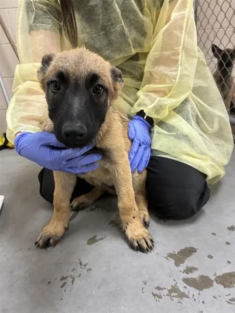Adoptable Dog