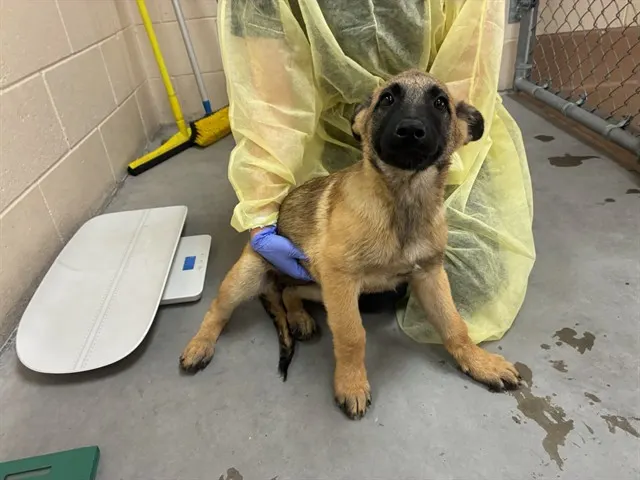 Adoptable Dog