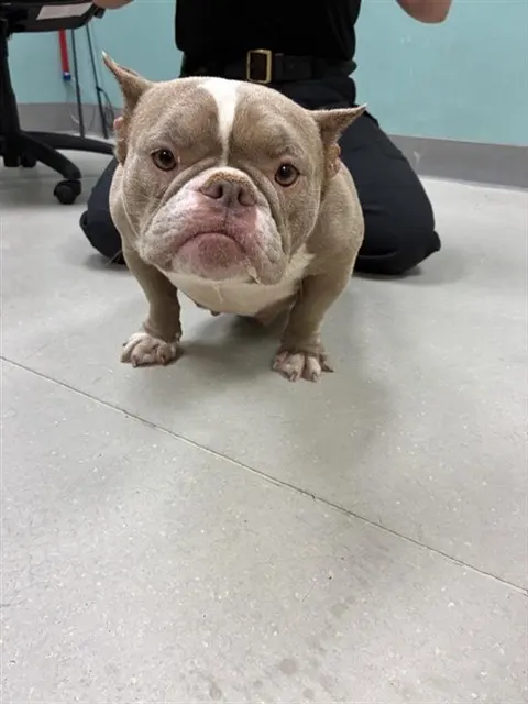 Adoptable Dog