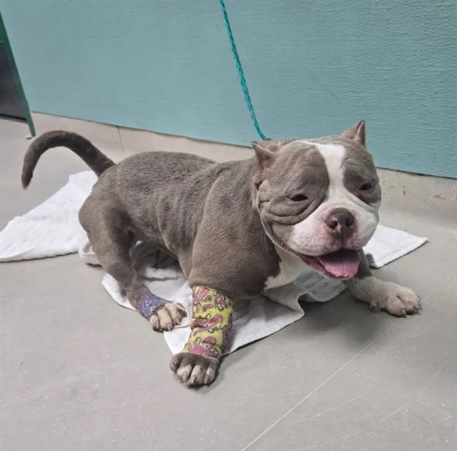 Adoptable Dog