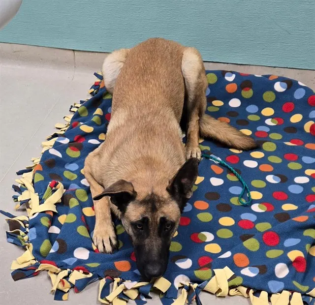 Adoptable Dog