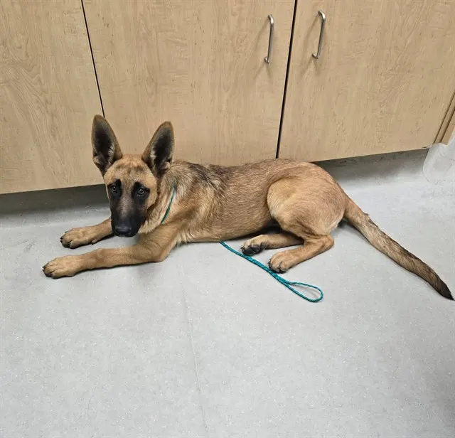 Adoptable Dog