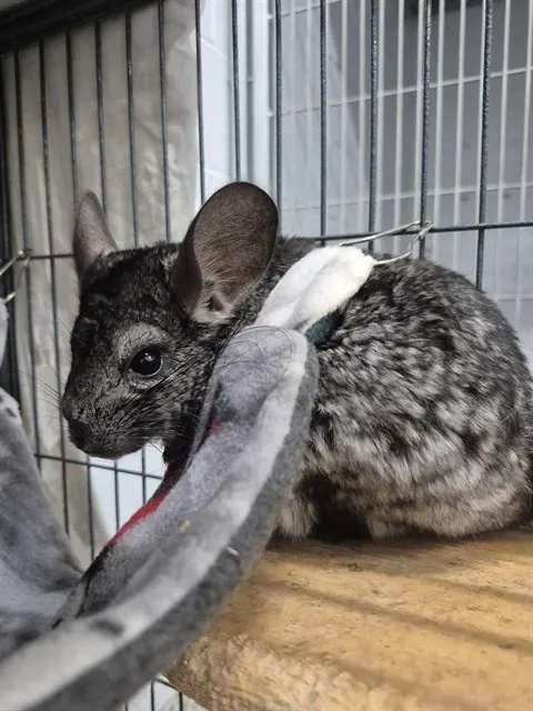 Pilar