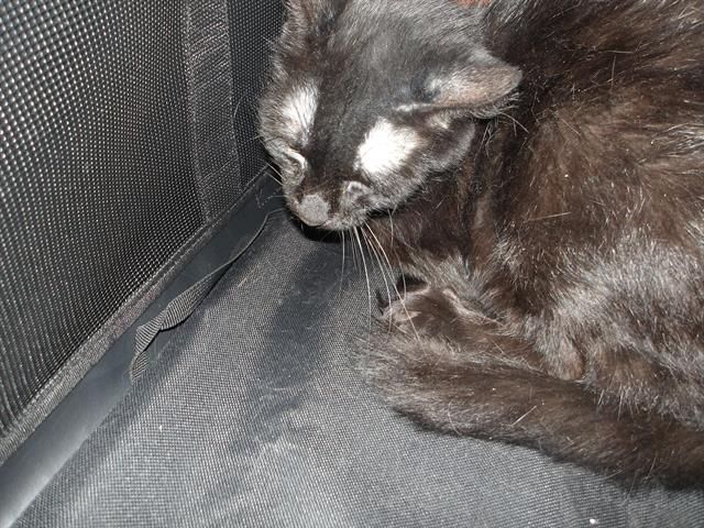 Adoptable Cat