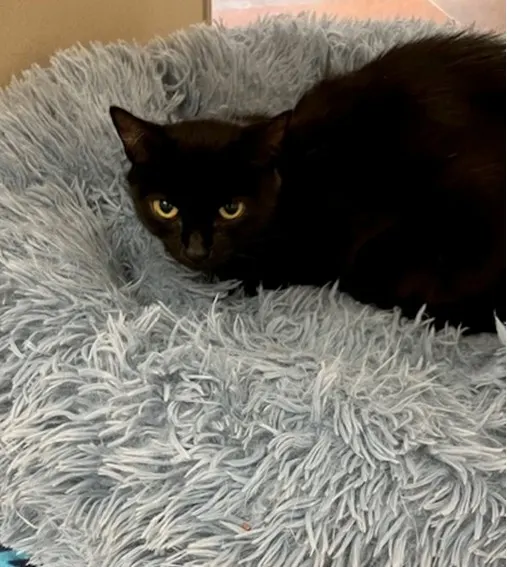 Peanut