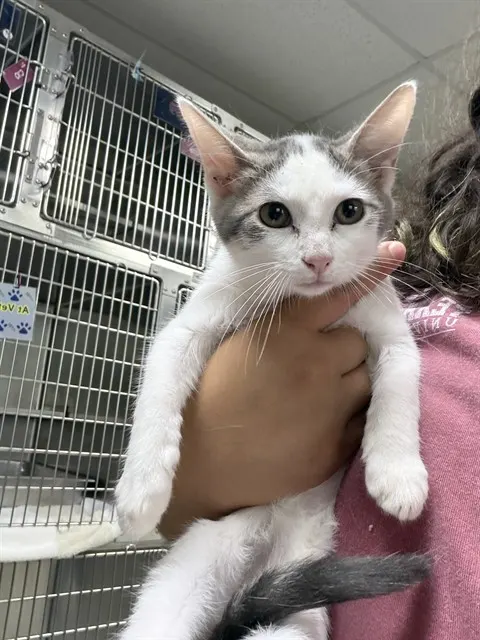 Adoptable Cat