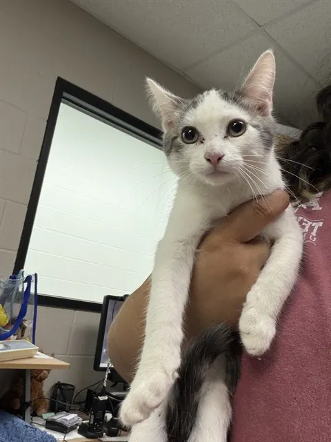 Adoptable Cat