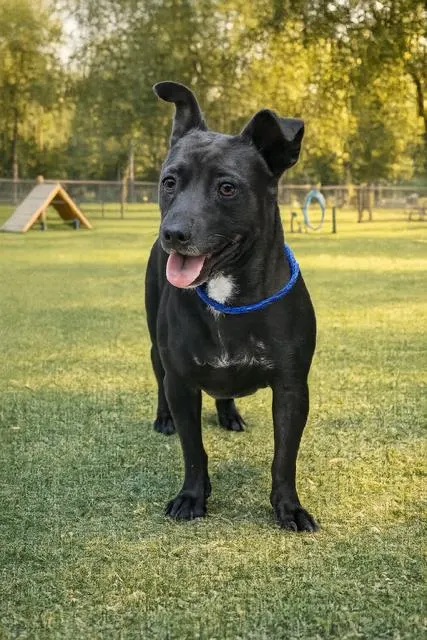 Nova