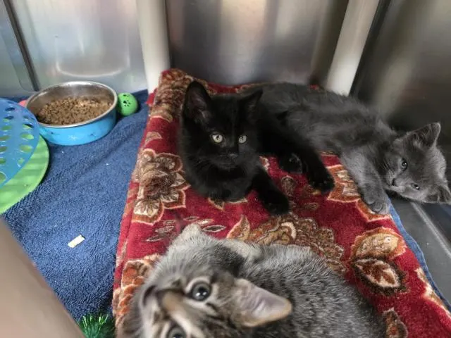 *Binx