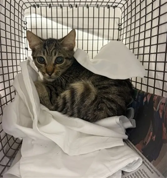 Adoptable Cat