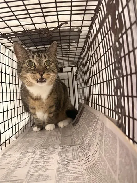 Adoptable Cat