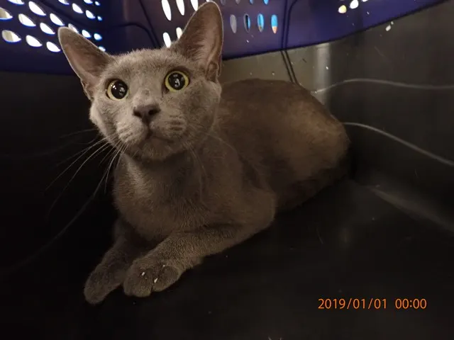 Adoptable Cat