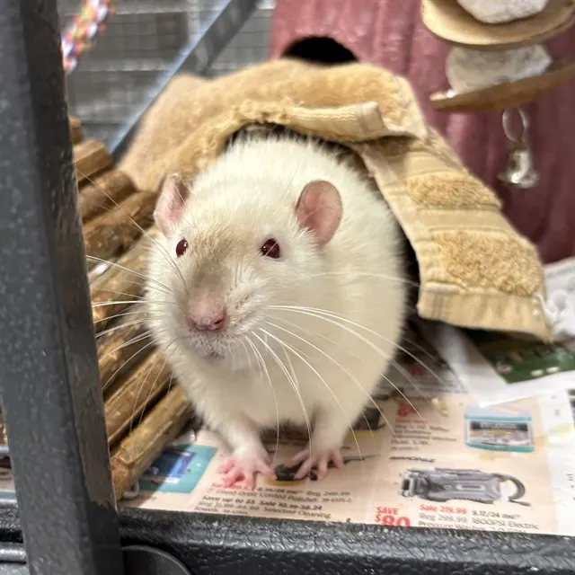 Nova