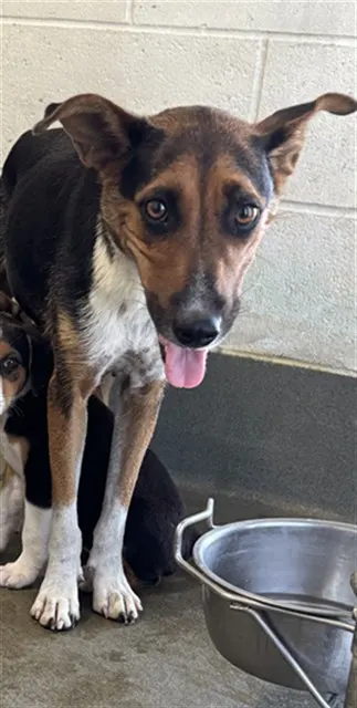 Adoptable Dog