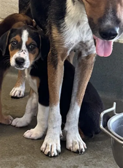 Adoptable Dog