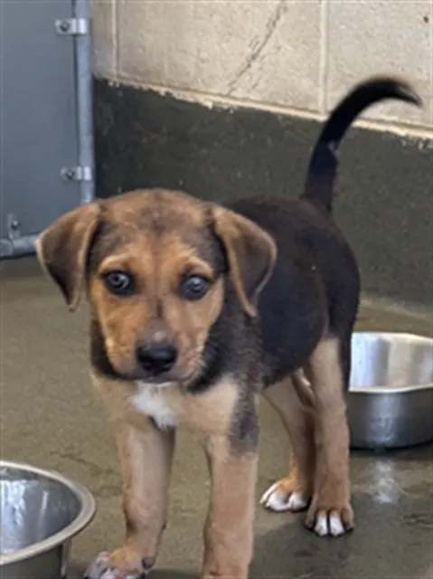 Adoptable Dog