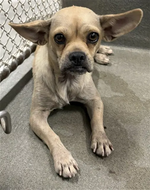 Adoptable Dog