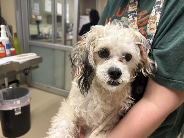 Adoptable Dog
