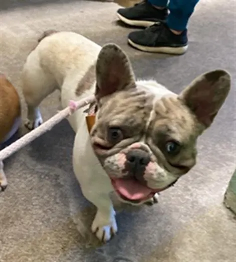 Adoptable Dog