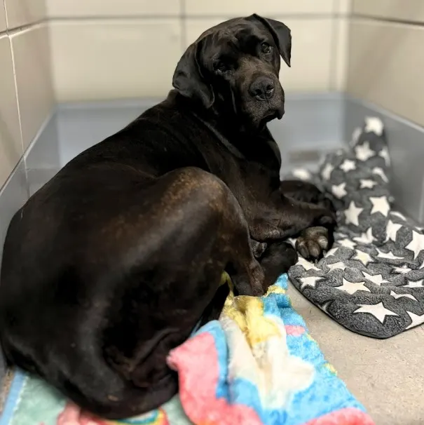 Adoptable Dog