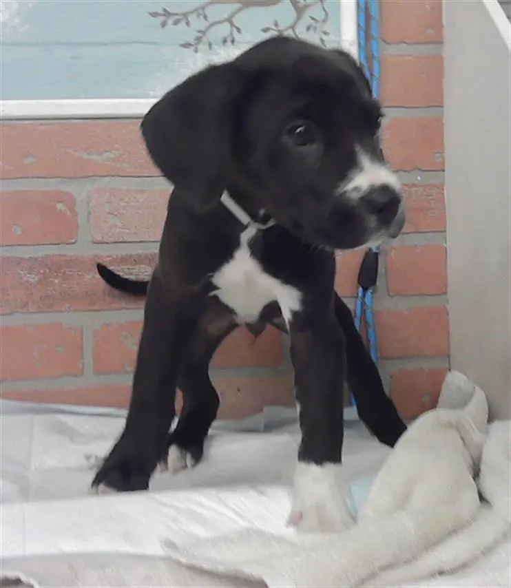 Adoptable Dog