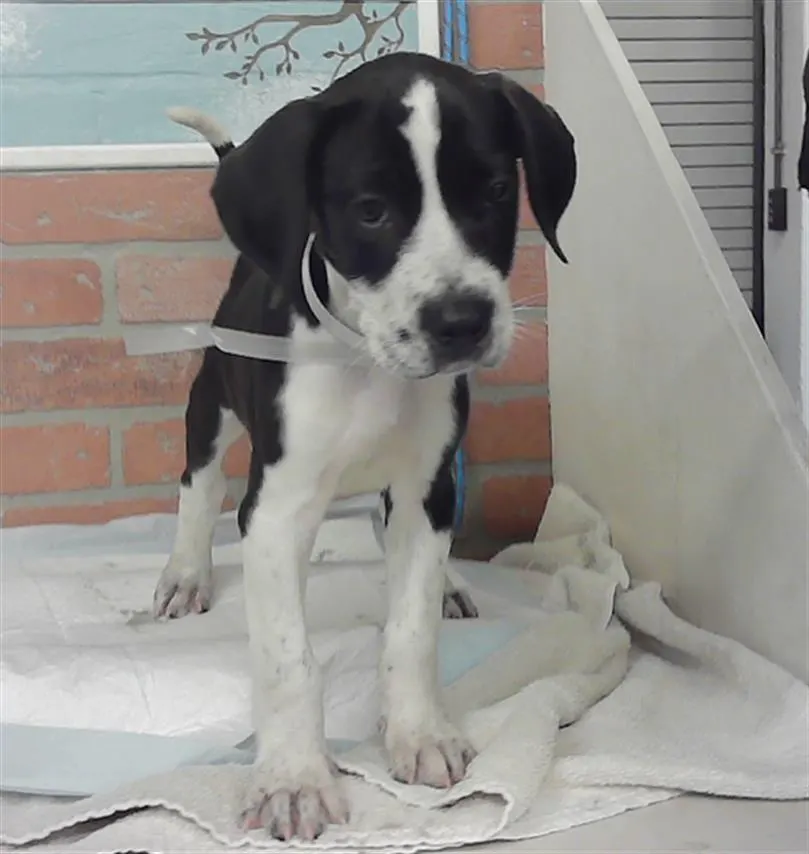 Adoptable Dog