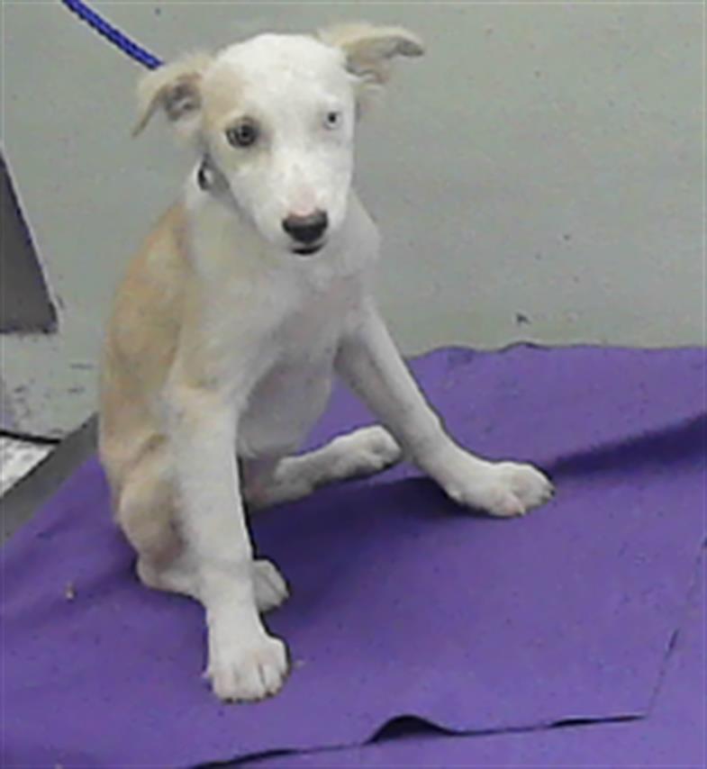 Adoptable Dog